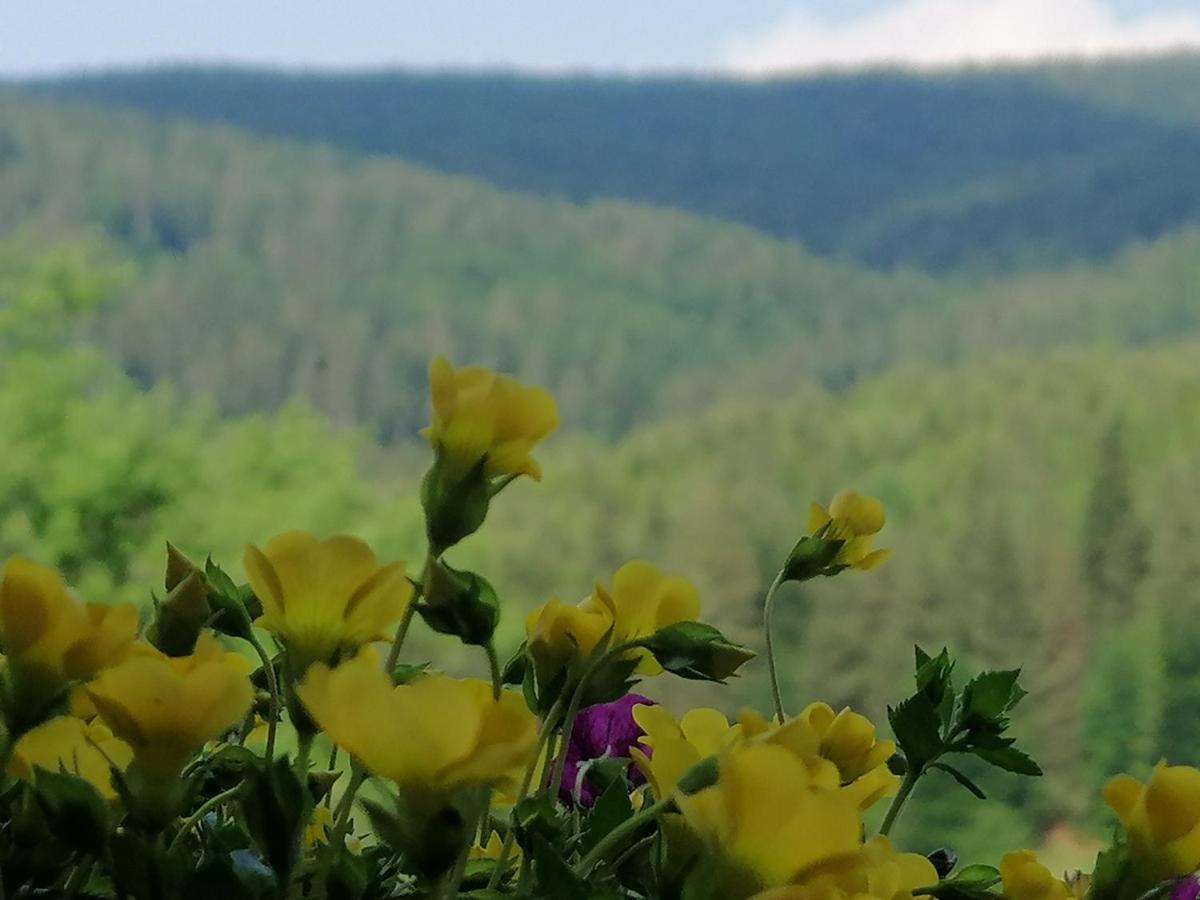 Casa Verde Воронец Екстериор снимка
